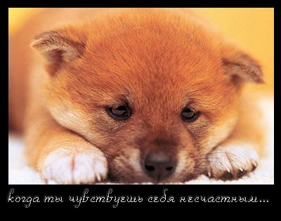 пёса.jpg