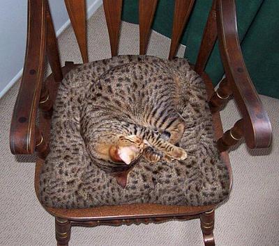 кот.jpg