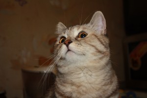 IMG_6205.JPG