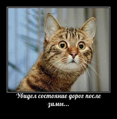 кот (2).jpg