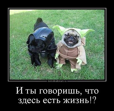 собачки.jpg