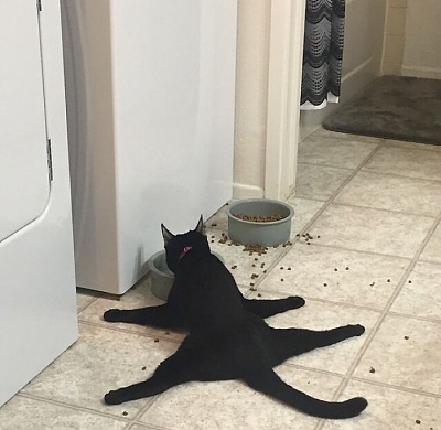 Animals8.jpg