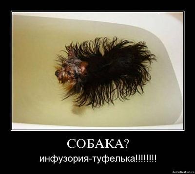 собака.jpg